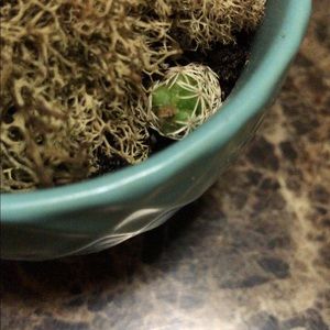 Meet your Posher, Alma